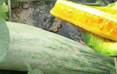 如何食用羊角蜜(如何食用羊角蜜甜瓜)