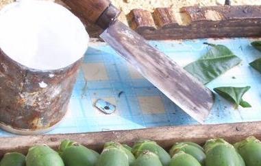 槟榔吃了有什么好处（枸杞槟榔吃了有什么好处）