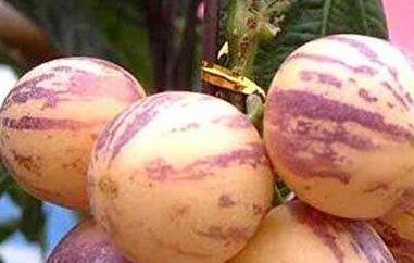 人参果皮可以直接吃的吗 人参果皮可以直接吃的吗怎么吃