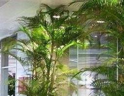 最耐阴的十大室内植物 最耐阴的室内植物