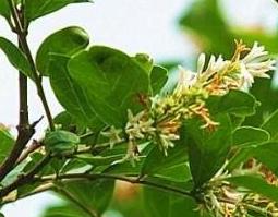 水蜡树的功效与作用（水蜡树的功效与作用是什么）