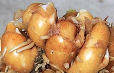 男怕沙姜女怕麝香什么意思（男怕沙姜女怕麝香什么意思呀）