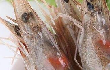 对虾和基围虾的区别（对虾和基围虾的区别知乎）