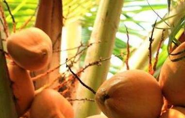 红椰子的功效与作用 红椰子的功效与作用是什么