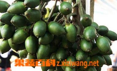 槟榔的功效与作用以及危害 槟榔的功效与作用以及危害有哪些