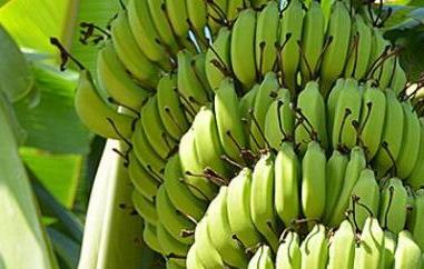 青香蕉催熟最快方法 青香蕉催熟最快方法白酒