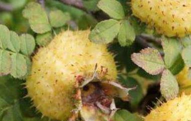 刺梨头的功效和作用（刺梨的功效与作用）