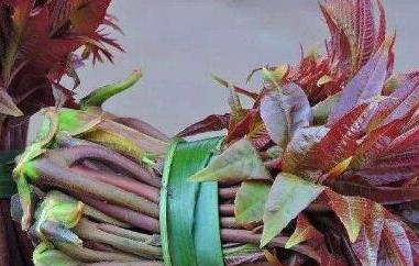 吃香椿有什么好处与作用（常吃香椿的好处和坏处）