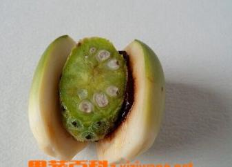 吃槟榔的坏处（吃槟榔的坏处有哪些）