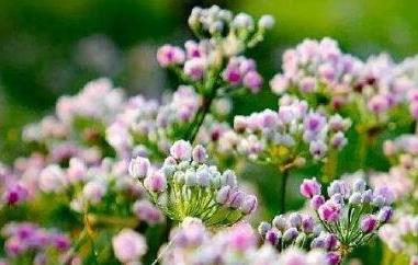 扎蒙花怎么炝锅 扎蒙花怎么炝锅好吃