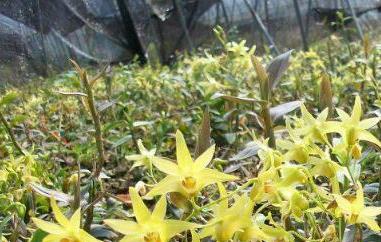 长期喝石斛花的功效与副作用 长期喝石斛花的功效与副作用是什么