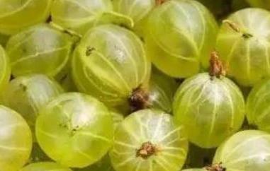 灯笼果和鹅莓的区别（灯笼果和鹅莓的区别是什么）