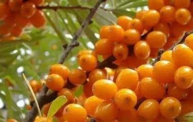 沙棘的十大功效与作用 沙棘的十大功效与作用苏打片