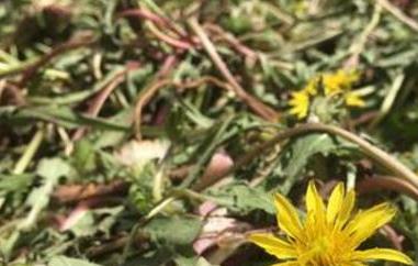 女性喝蒲公英茶的禁忌 喝蒲公英茶有什么禁忌