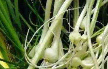 野葱头怎么腌制好吃（野葱头怎么腌制好吃简单）