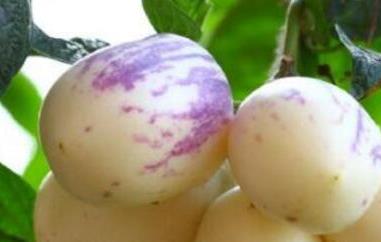 香瓜茄和人参果的区别 香瓜茄和人参果的区别是什么