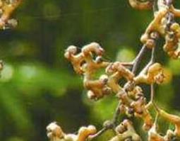 枳椇子怎么吃（枳椇子怎么吃效果最好）