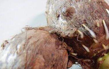 芋头发芽能吃吗 芋头发芽能吃吗 芋头发芽了怎么吃