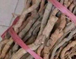 海南胡椒根的功效与作用(海南胡椒根的功效与作用与禁忌)