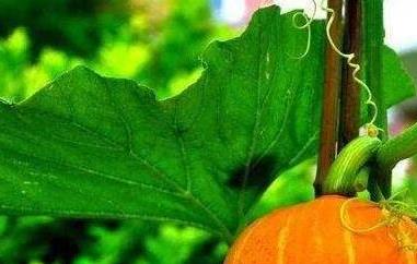 金丝瓜秧和南瓜秧的区别（金丝瓜秧和南瓜秧的区别图）