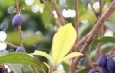 桂花籽如何泡酒（桂花籽如何泡酒最好）