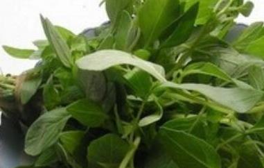 荆芥哪些人不能吃（荆芥哪些人不能吃呢）