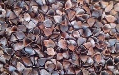 荞麦壳的功效与作用 荞麦壳的功效与作用点