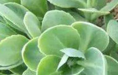 费菜怎么吃 费菜怎么吃降血压