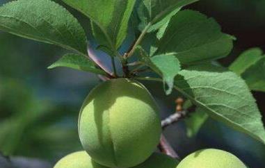 青梅精的功效与作用 青梅精的功效与作用痛风