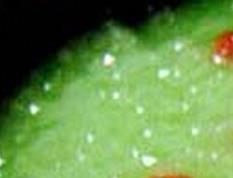 瘦身粥如何做（瘦身粥如何做好吃）