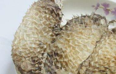 刺龟皮什么人不能吃 刺龟皮的功效与作用禁忌