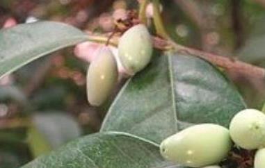 桂花果怎么吃(桂花果怎么吃治疗咳嗽)