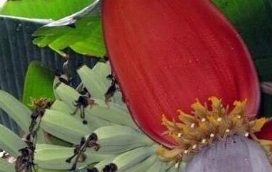 野芭蕉的功效与作用（野芭蕉的功效与作用图片）