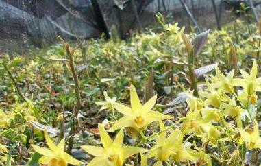 石斛花和什么一起泡最好 石斛花和什么一起泡最好呢