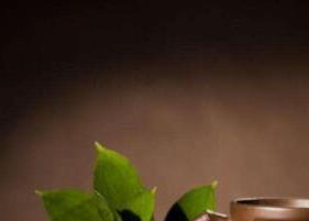 煎茶好喝吗 煎茶的好处