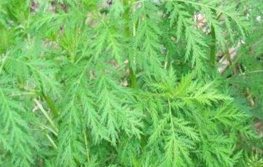 细叶青蒿的功效与作用 细叶青蒿的功效与作用及禁忌