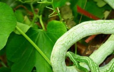 蛇瓜的功效与作用 蛇瓜的功效与作用图片蛇瓜如何保存