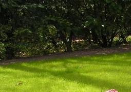 风信子种球水培操作图解（风信子种球水培方法）