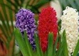 风信子的养殖方法和注意事项 风信子的养殖方法和注意事项视频