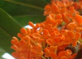 桂花茶的功效与作用（桂花茶的功效与作用及禁忌）