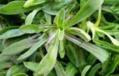 面条菜的功效与作用 面条菜的功效与作用及禁忌百度