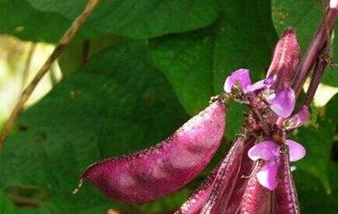 眉豆煲汤的功效与作用（眉豆煲粥的功效与作用）