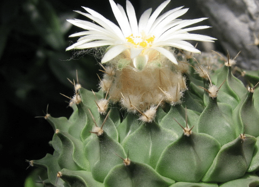 帝冠好养吗，怎么养，帝冠有哪些繁殖方法