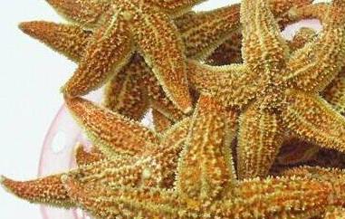 干海星怎么煲汤（干海星怎么煲汤好喝）