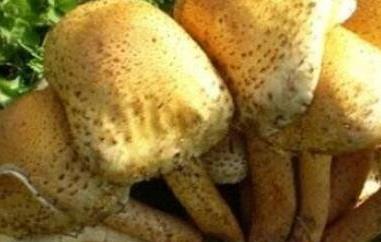 蜜环菌的功效与作用（蜜环菌的功效与作用哪里能买到）