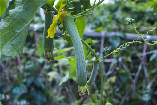 农村种植致富好项目有哪些（推荐4个农村种植致富好项目）