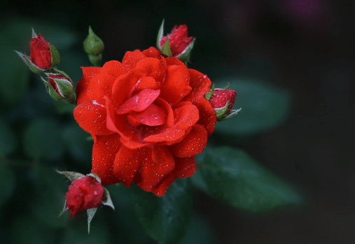 月季花苞没开就枯萎了是什么原因，月季种植方法总结