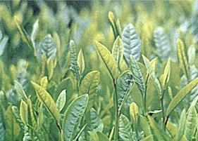 最好的龙井茶叶是什么样的（龙井茶最好的是什么茶）