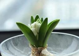 风信子图片（风信子图片唯美）