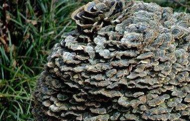 云芝的功效与作用 灵芝的功效与作用